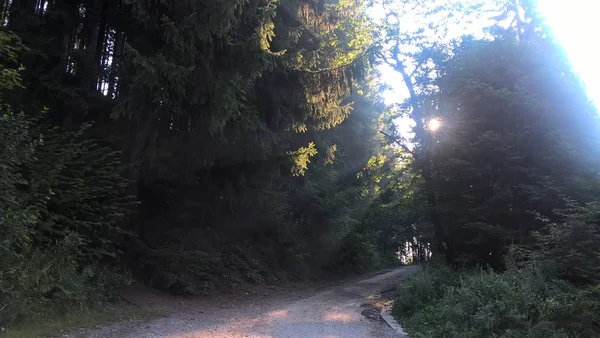 Sentiero Nella Foresta Soleggiata — Foto Stock