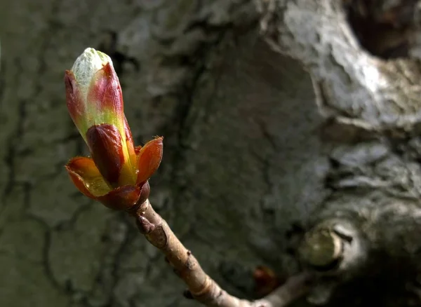 Printemps Fleur Colorée Sur Arbre Gros Plan — Photo