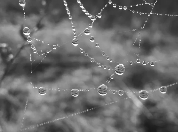 雨の後に濡ったクモの巣 — ストック写真