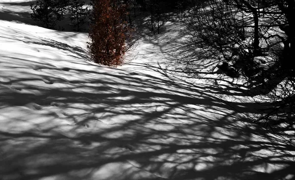 Сніговий Зимовий Пейзаж Вдень — стокове фото