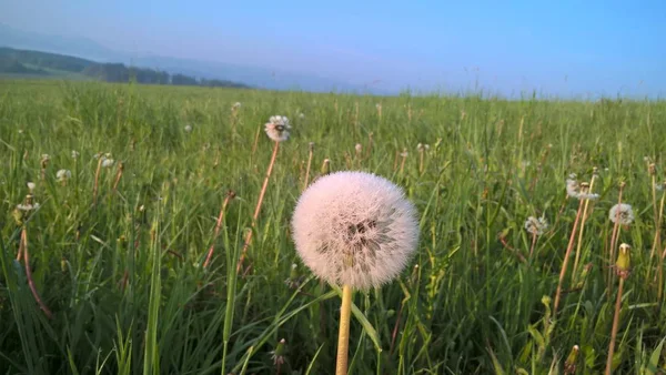 Dandelion Flowers Field Grass — ストック写真