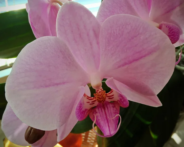 Růžová Orchidej Květina Zavřít — Stock fotografie