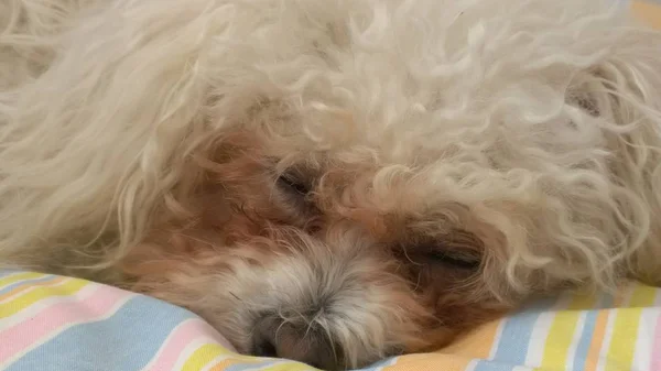 Cane Sdraiato Sul Letto Vicino — Foto Stock