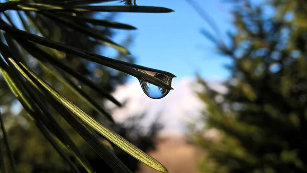 Primo Piano Foglie Verdi Con Gocce Dell Acqua — Foto Stock