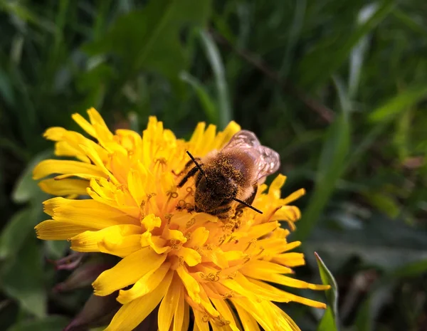 Biene Auf Gelber Blume Aus Nächster Nähe — Stockfoto