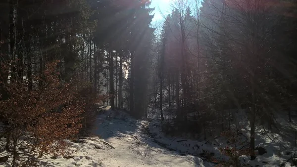 Snowy Mountain Forest Sunny Winter Day — Stock Photo, Image