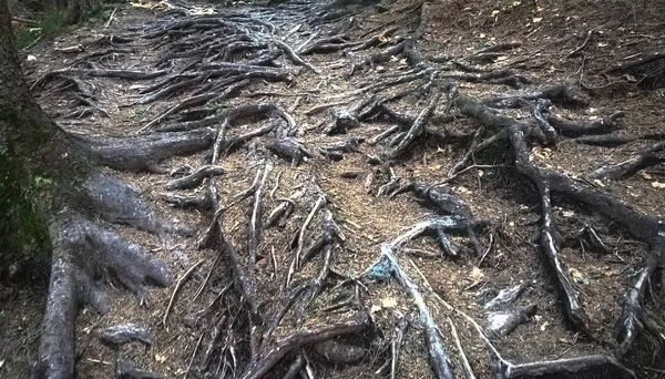 Kořeny Stromů Lese Dne — Stock fotografie