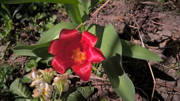 Flor Vermelha Jardim Perto — Fotografia de Stock