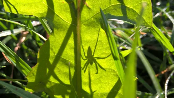 Grande Feuille Verte Dans Forêt — Photo