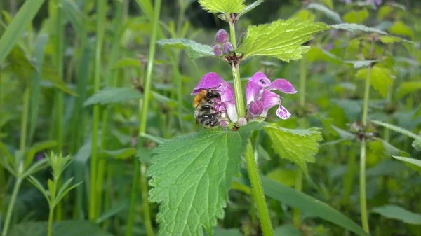 Biene Auf Rosa Blume Grünen Garten — Stockfoto