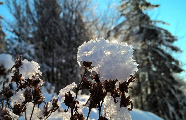 森の中の美しい冬 — ストック写真