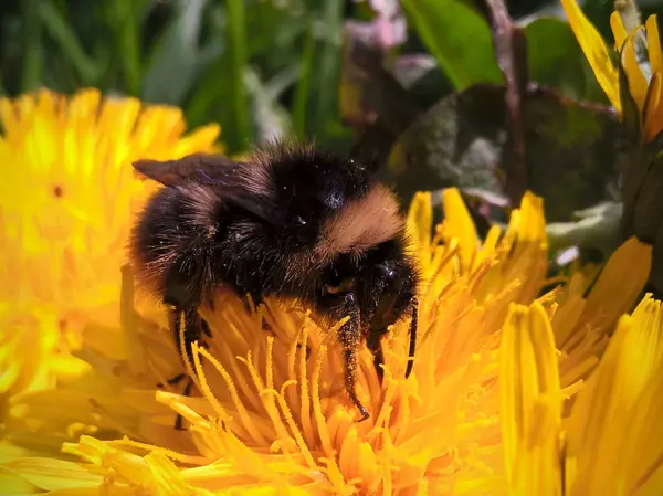 Gul Blomma Närbild — Stockfoto