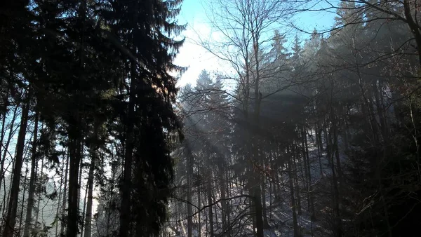 Bosque Montaña Nevado Soleado Día Invierno —  Fotos de Stock