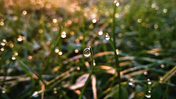 Schönes Grünes Gras Mit Tautropfen — Stockfoto