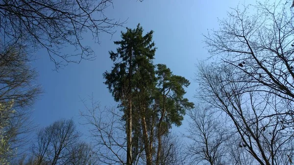 Grands Arbres Dans Forêt Automne — Photo