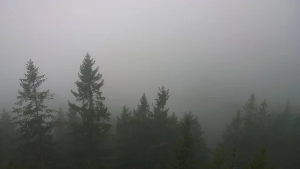 Brume Dans Les Bois Automne Slovaquie — Photo