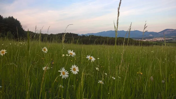 晴れた日の美しい牧草地の風景 — ストック写真