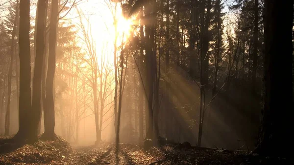 Soleil Brille Dans Forêt Montagne — Photo