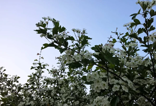 Zelené Květy Větví Pozadí Oblohy — Stock fotografie