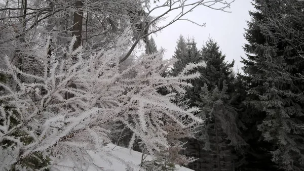 Belo Inverno Floresta — Fotografia de Stock