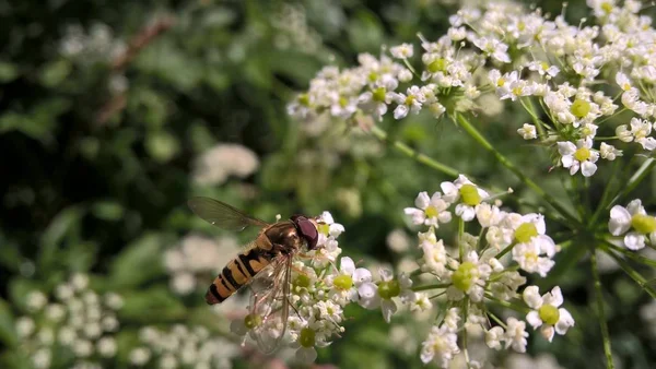 Biene Auf Weißen Blumen Garten — Stockfoto