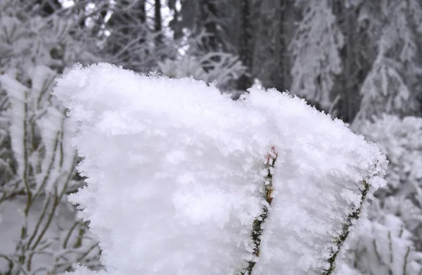Frozen Plant Snow — Stock Photo, Image