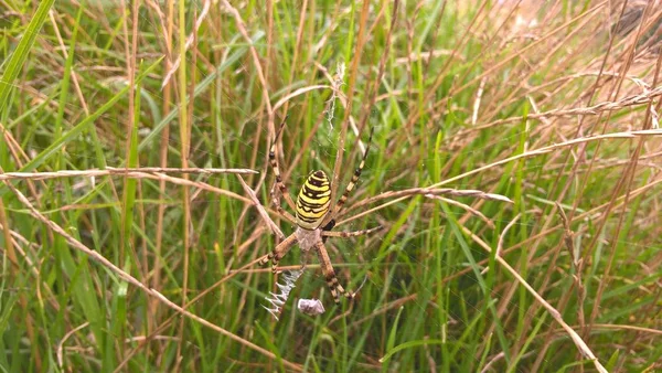 Aranha Grama Alta Prado — Fotografia de Stock