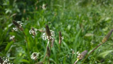 Beyaz yeşil çimen çiçek