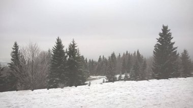 snowy orman ile kış manzarası