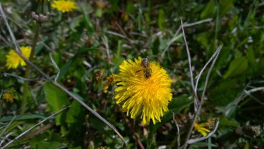 Havada bir karahindiba üzerinde alanında