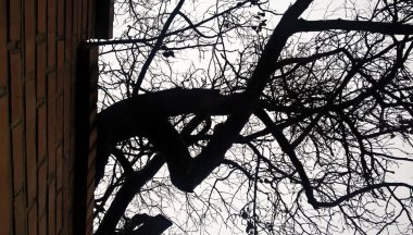 Kış gökyüzüne karşı kıvrımlı ağaç dalları, şablon veya arkaplan olarak uygun. 