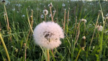 Çimenli karahindiba çiçeği tarlası