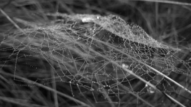 Ormandaki örümcek ağı