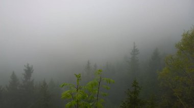 Sonbaharda ormanda sis. Slovakya