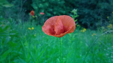 Bahçede kırmızı haşhaşlar. Slovakya