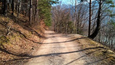 Kış ormanlarında yol