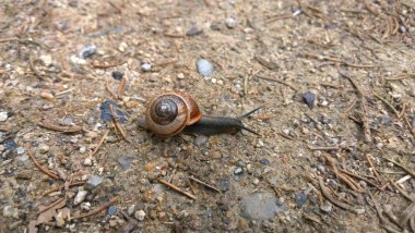 Salyangoz yerde. Yaklaş.