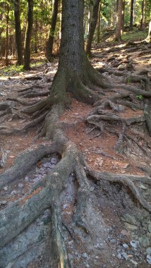 Gündüz vakti ormanda ağaç kökleri