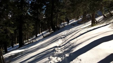 güzel ormanda kış 