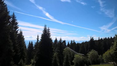 Dağlarda ağaçlar orman pin 