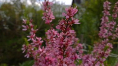 Pembe çiçek dalları. 