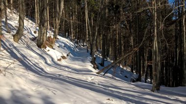 Güneşli kış gününde karlı dağ ormanları