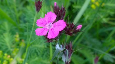 Çayırda güzel kır çiçeği  