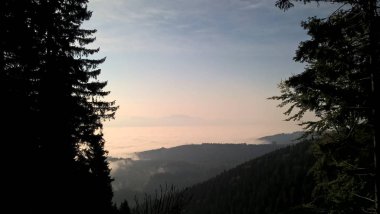 Güneşli bir günde dağ ormanı