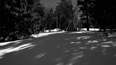 güzel ormanda kış 