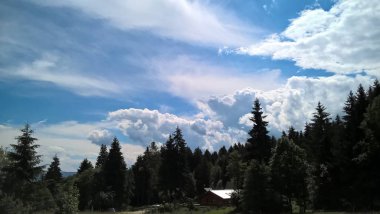 Gündüz vakti orman manzarası