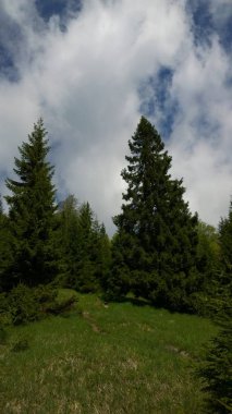 Gündüz vakti Yeşil Dağ Ormanı