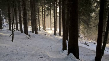 Ormanda güzel kış 