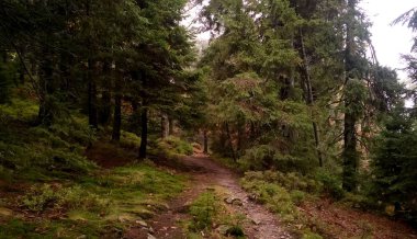 Güzel yeşil dağ orman