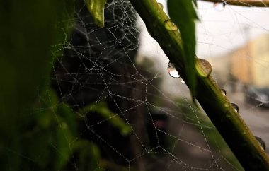 Su yeşil dala düşer